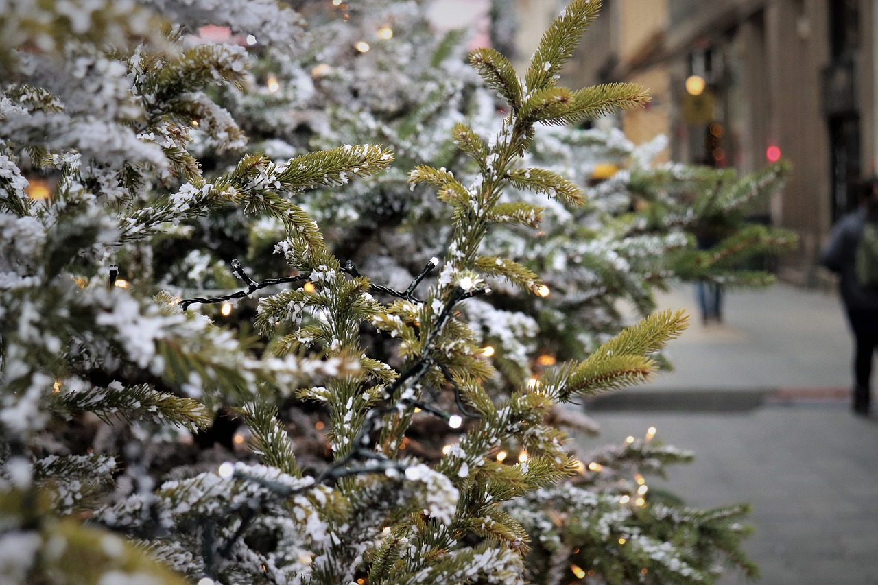 this image shows bush Christmas lights in Folsom, CA